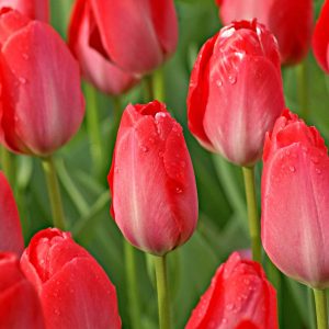 10 Tulipes Van Eijk