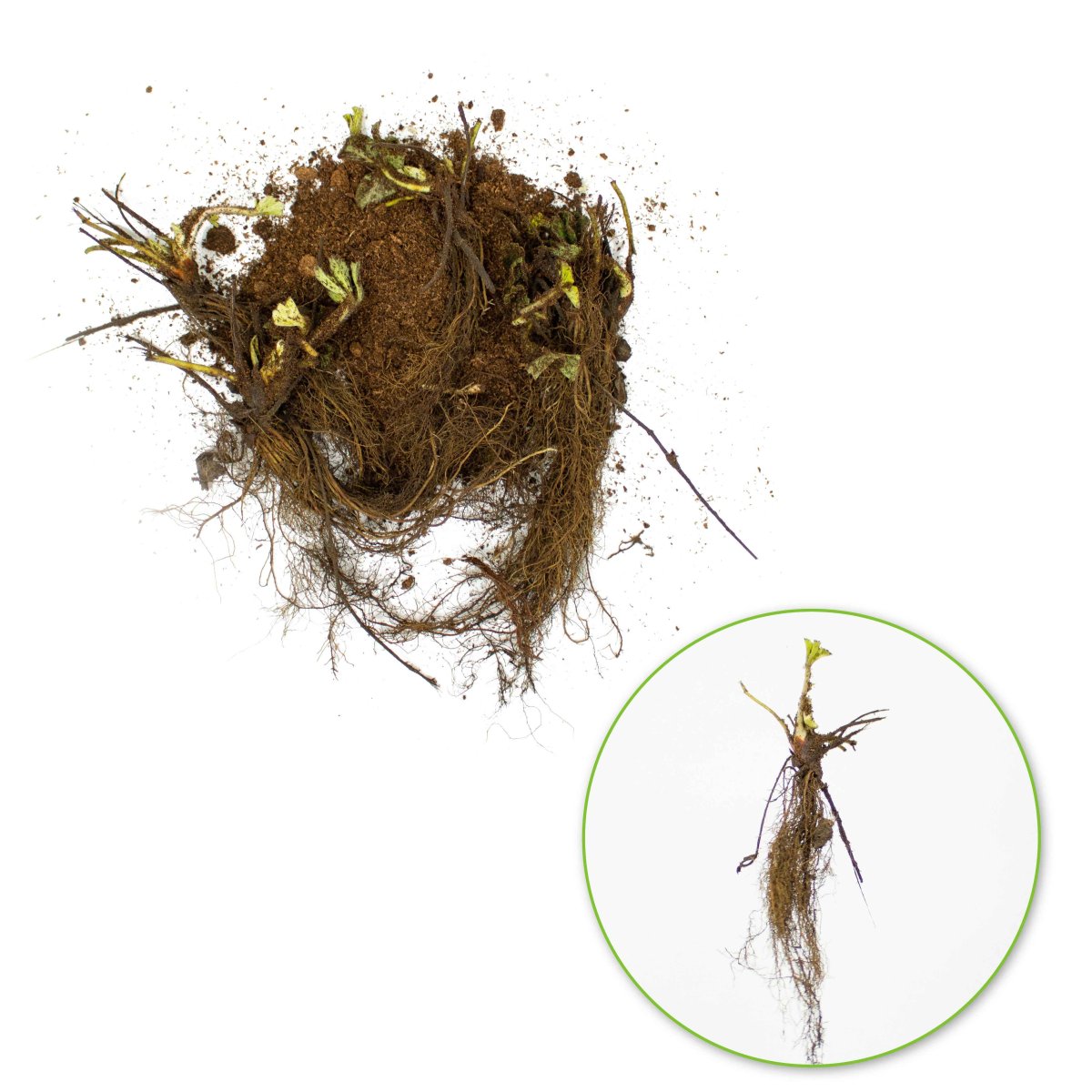 20 Fraisiers Maxim – Image 7