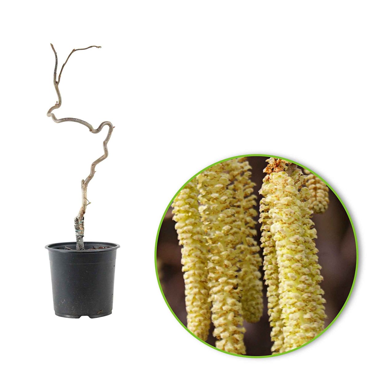 Noisetier tortueux 'Contorta' – Image 8