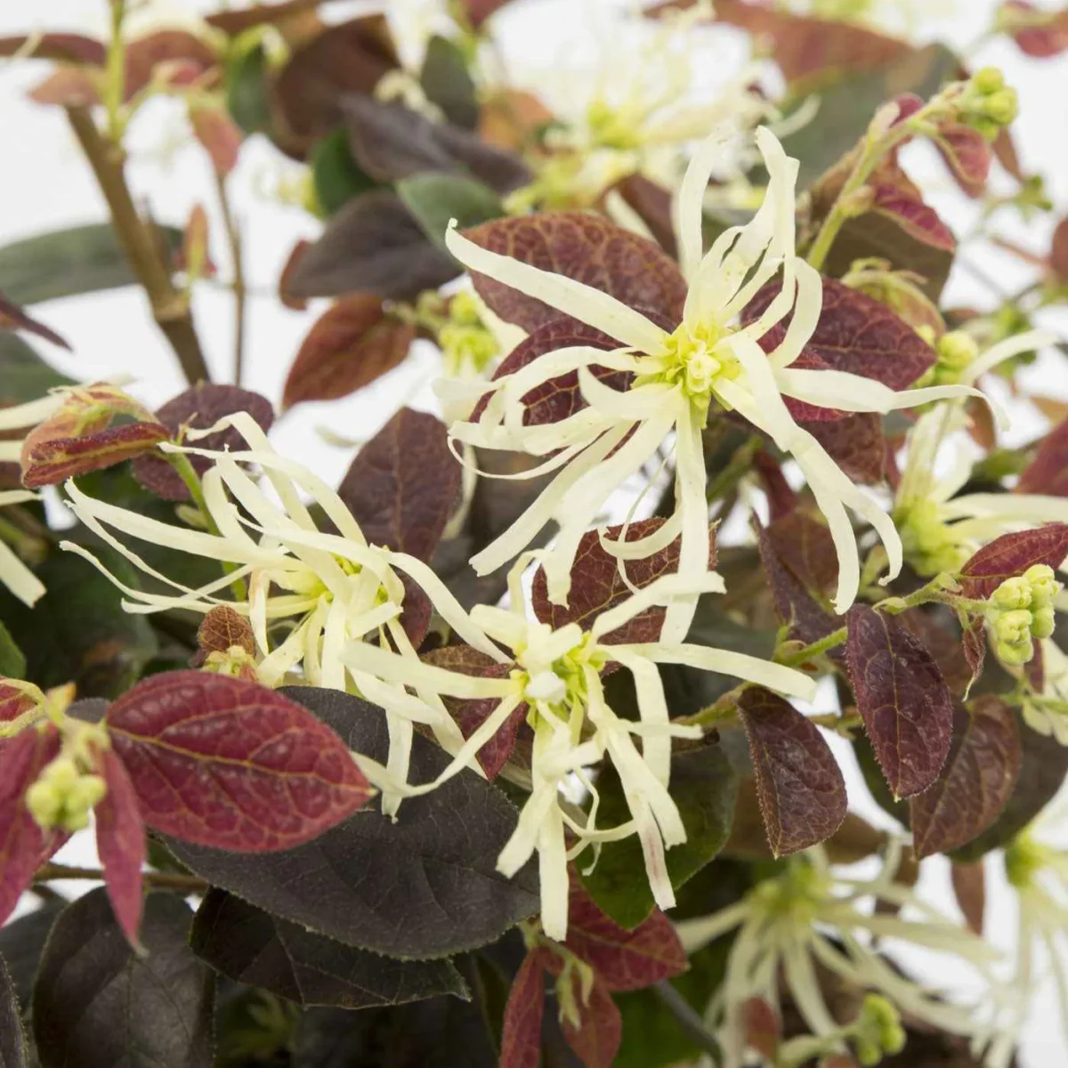 Loropétale de Chine Loropetalum 'Ruby Snow' blanc – Image 3