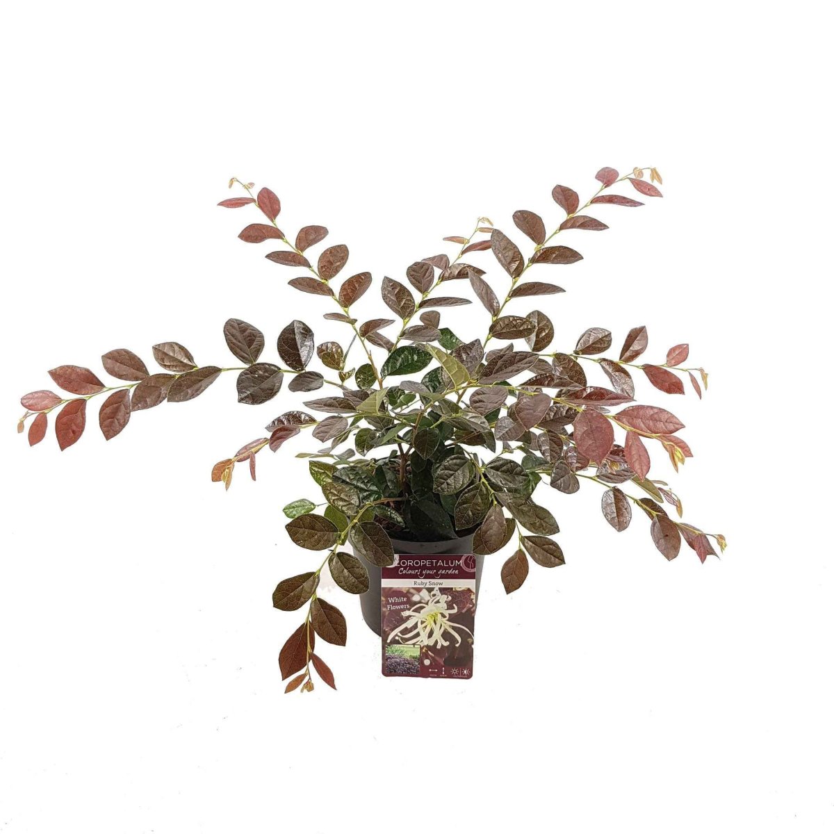 Loropétale de Chine Loropetalum 'Ruby Snow' blanc – Image 4