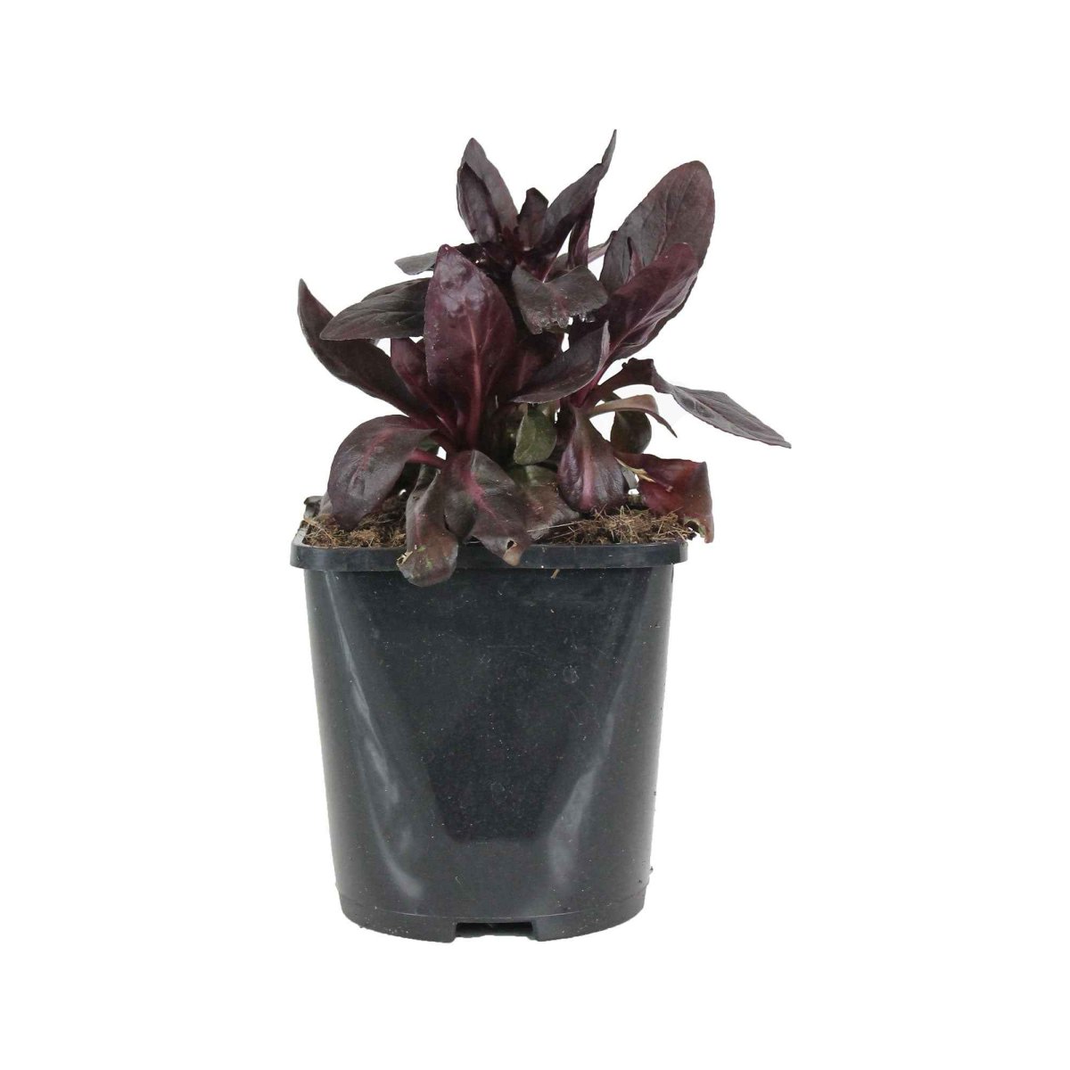 Lobelia écarlate Queen Victoria – Image 5