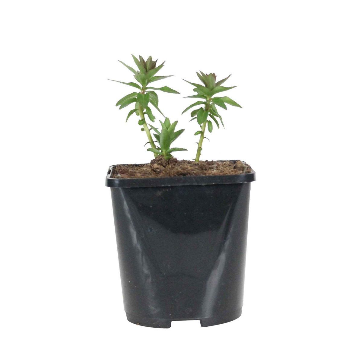 Lobélia à feuilles sessiles Lobélia vivace bleu – Image 3