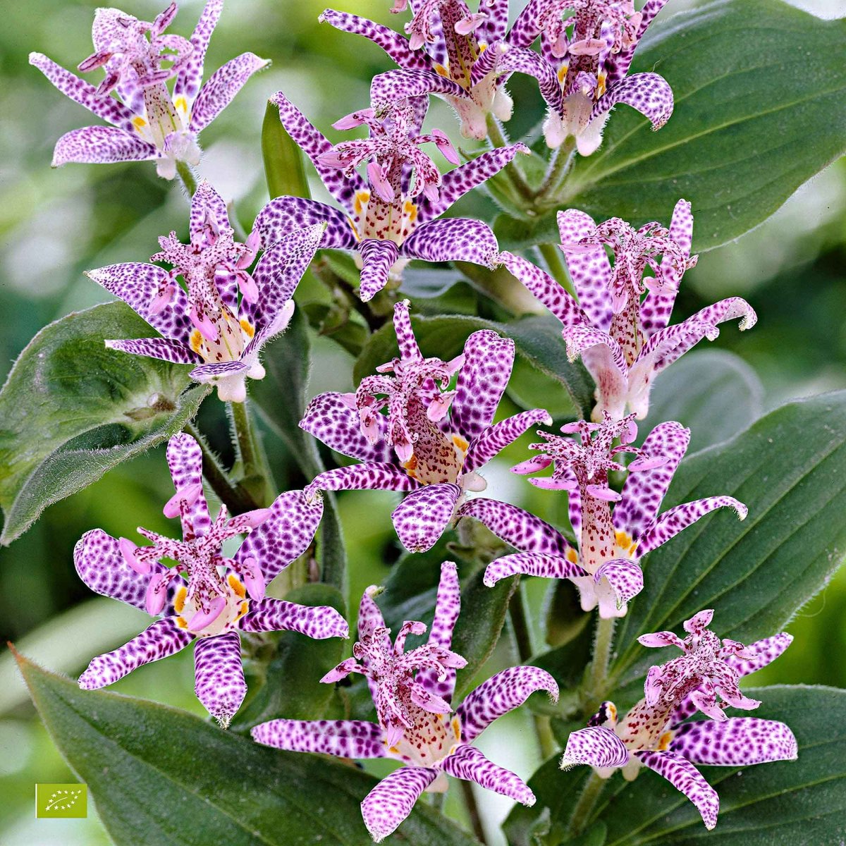 Lys crapaud Tricyrtis hirta - Biologique violet-blanc – Image 2