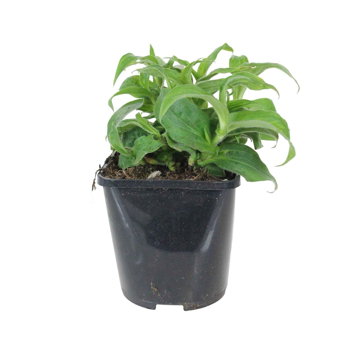 Lys crapaud Tricyrtis hirta - Biologique violet-blanc – Image 3