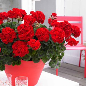 3 Géraniums à massifs rouges Toscana ®