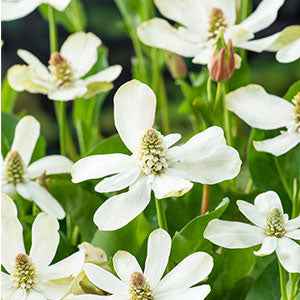 Anémopsis de Californie – Image 3