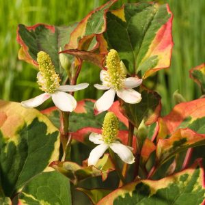 Houttuynia cordata 'Chameleon'