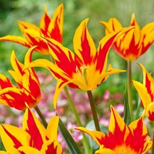 10 tulipes à fleur de lis Ailes de feu