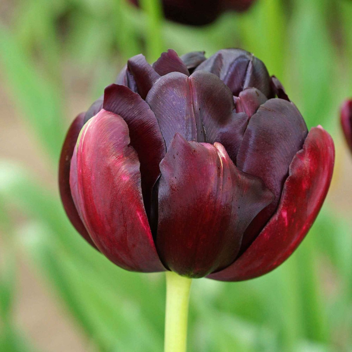 10 Tulipes à fleurs de pivoine Black Hero – Image 2