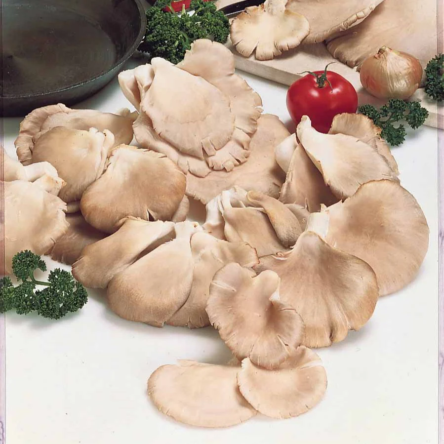 Kit de culture champignon Pleurote – Image 3