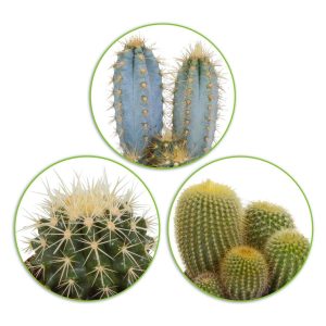 Mélange de 3 cactus