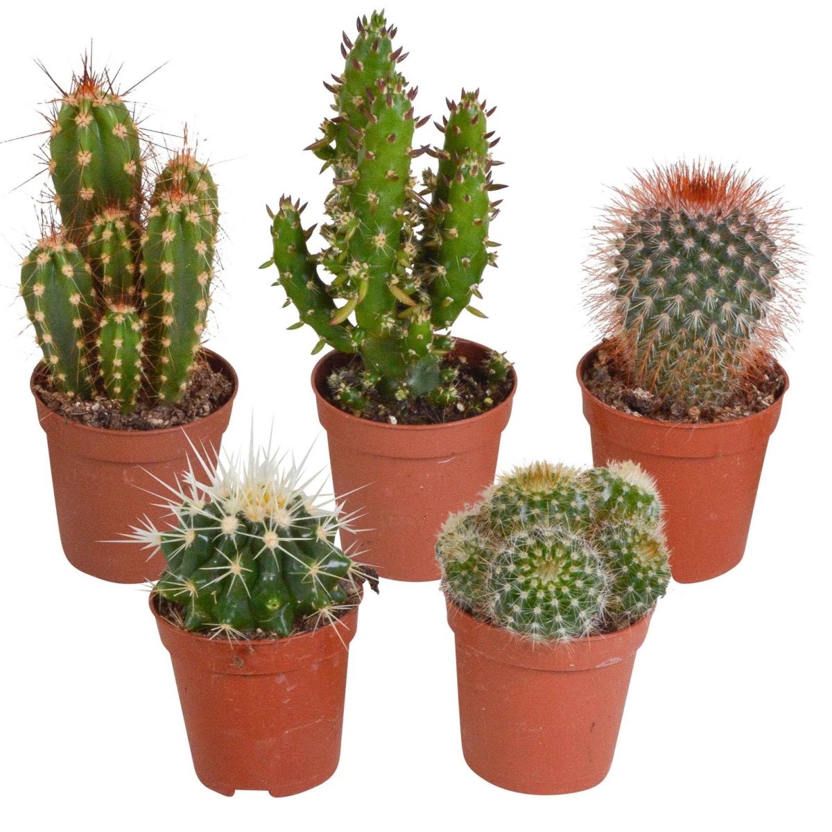 5 cactus en mélange - Mamilaria, Echinocactus, Eriocactus, Opuntiae – Image 3