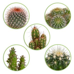 5 cactus en mélange - Mamilaria, Echinocactus, Eriocactus, Opuntiae