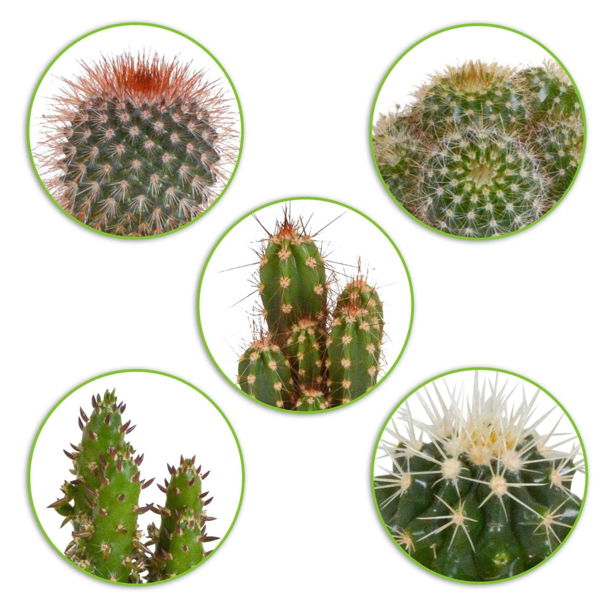 5 cactus en mélange - Mamilaria, Echinocactus, Eriocactus, Opuntiae