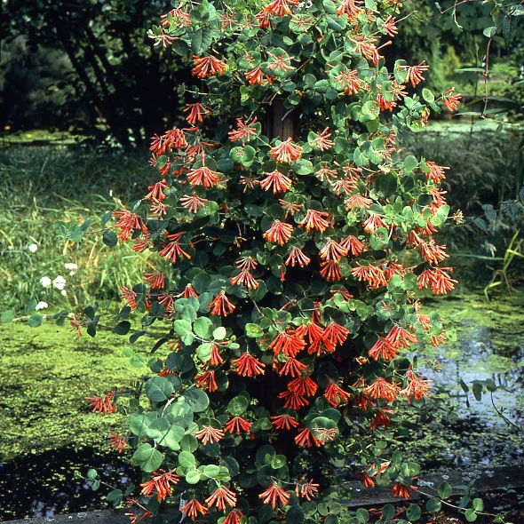 Chèvrefeuille grimpant 'Dropmore Scarlet' – Image 5