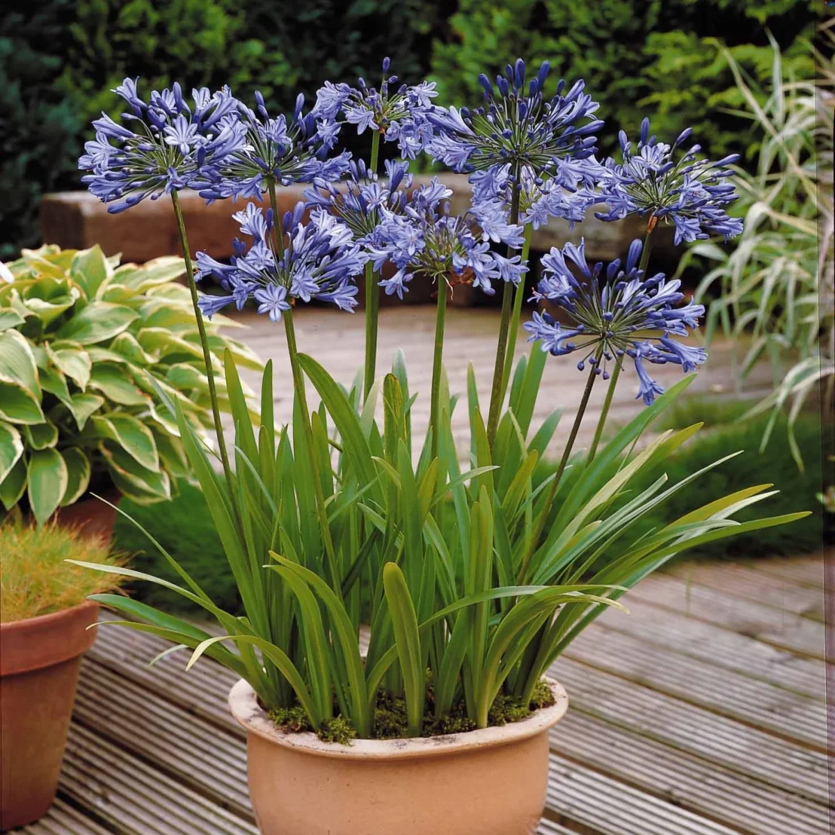 3 Agapanthes bleues – Image 4