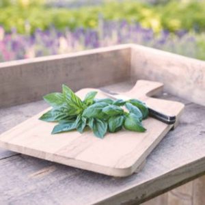 Basilic amélioration de Genovese Bio