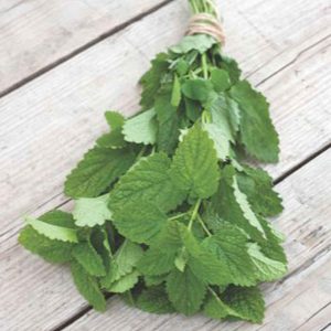 Mélisse citronnelle bio