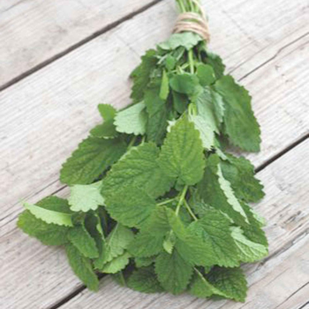 Mélisse citronnelle bio