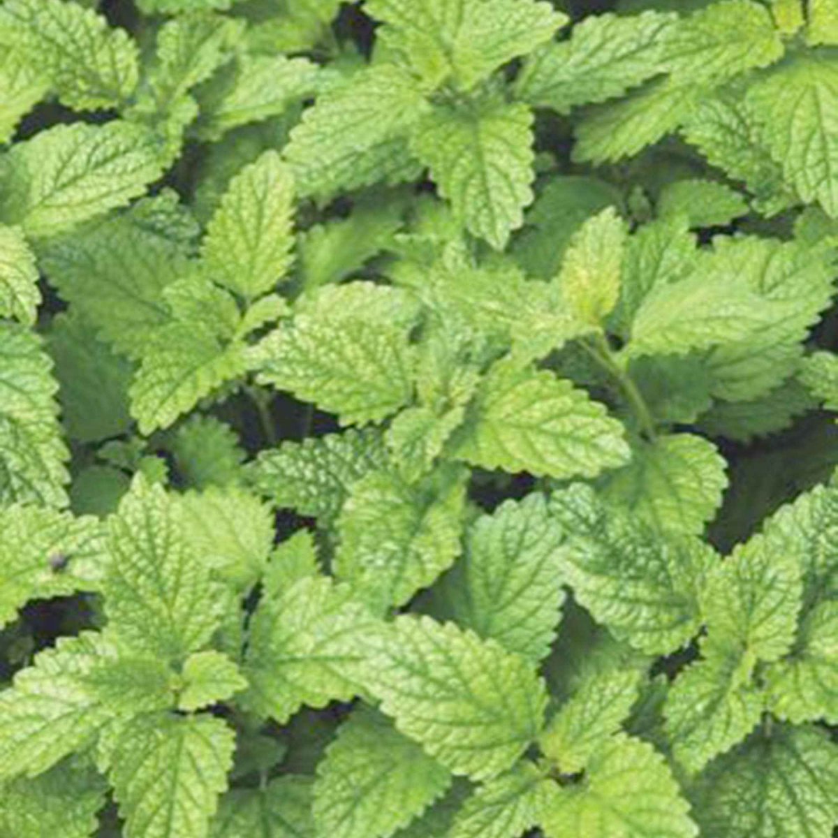 Mélisse citronnelle bio – Image 3