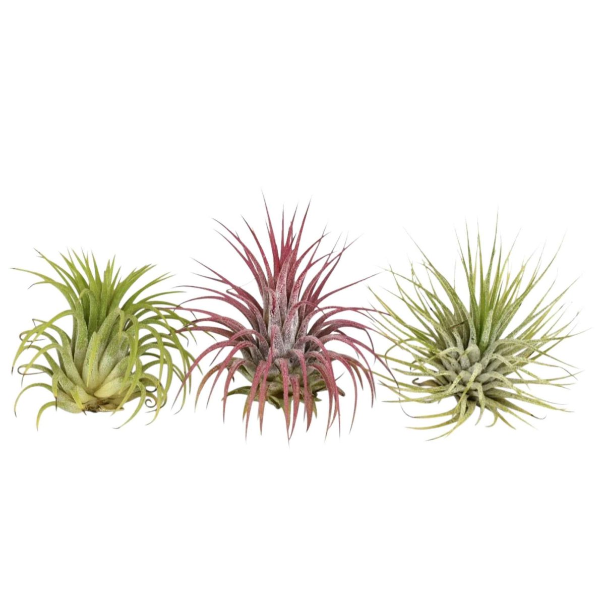 3 Tillandsias en mélange