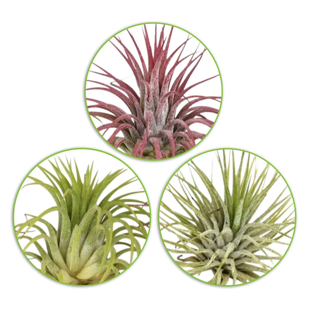 3 Tillandsias en mélange – Image 3