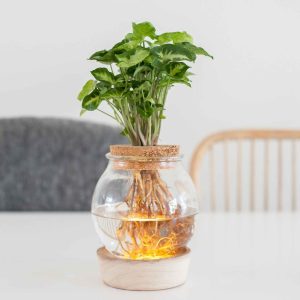 Syngonium et son ampoule vase avec LED
