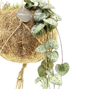 Ceropegia chaîne des cœurs et son pot en fibre de noix de coco