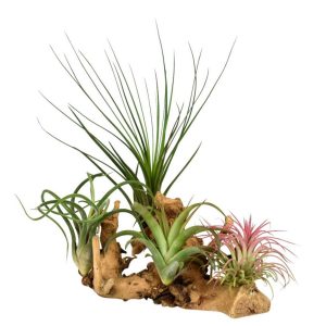 Tillandsias en mélange sur un support en bois