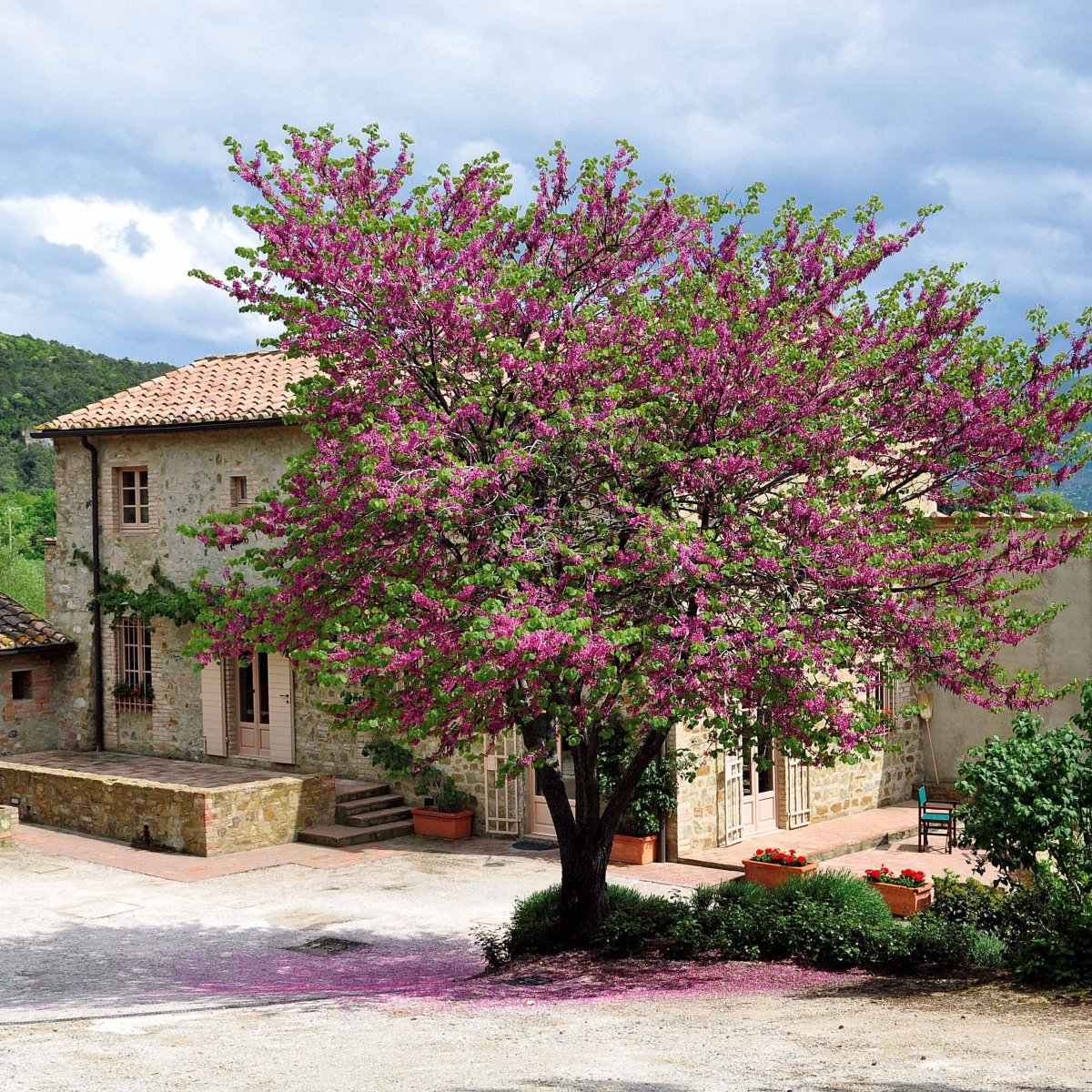 Arbre de Judée – Image 4