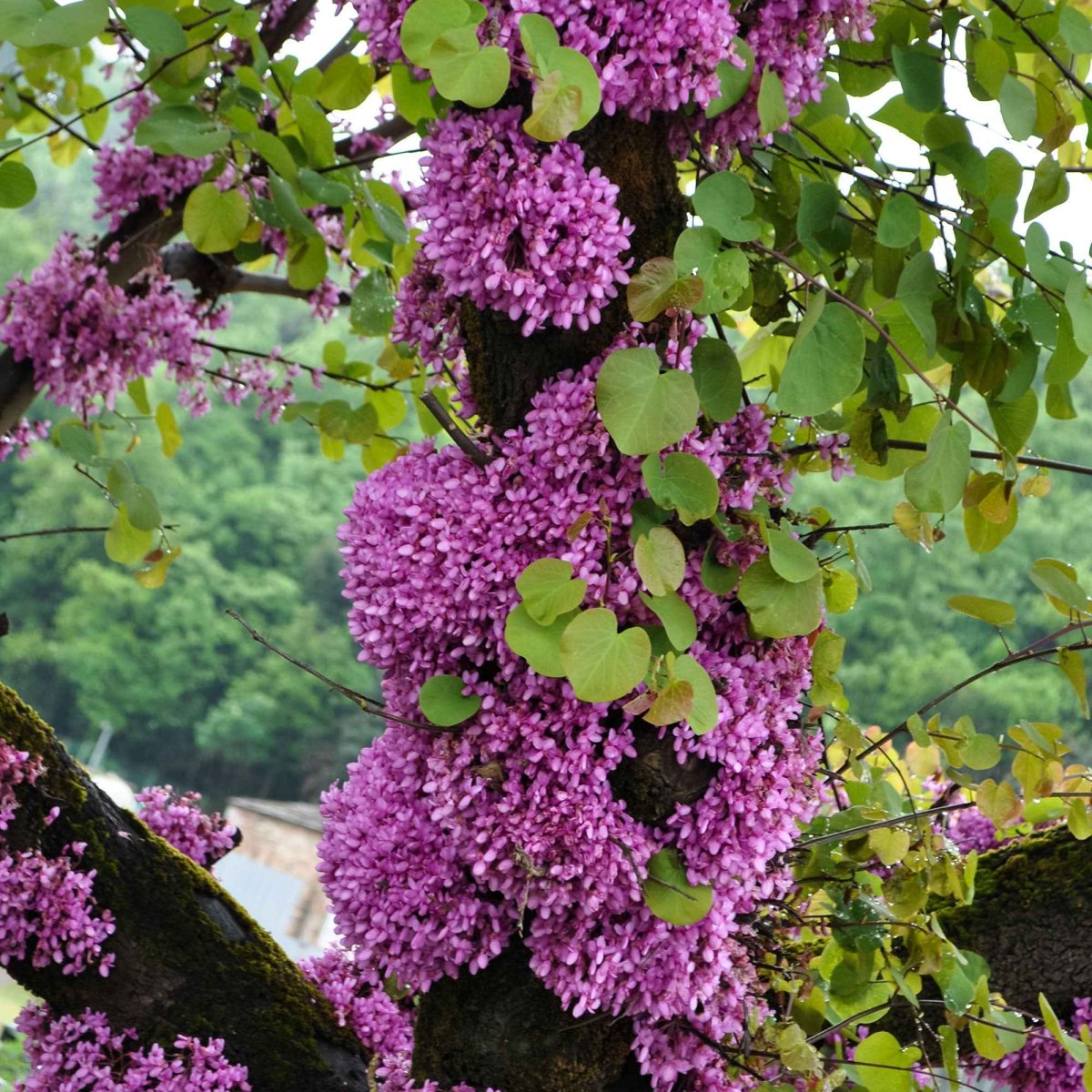Arbre de Judée – Image 3