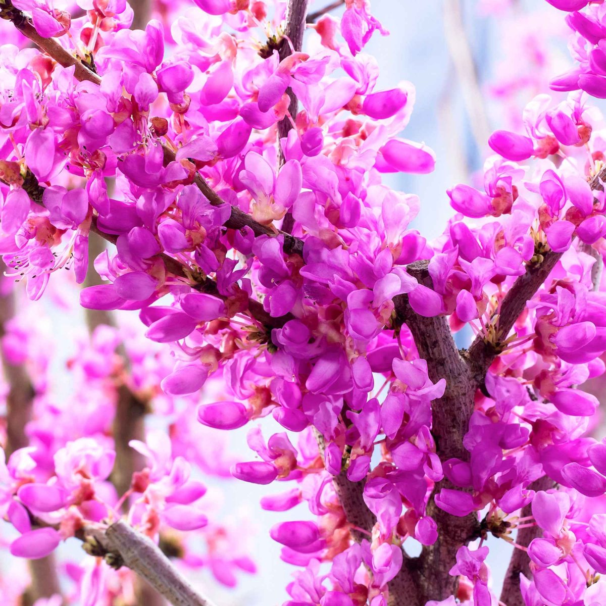 Arbre de Judée – Image 5