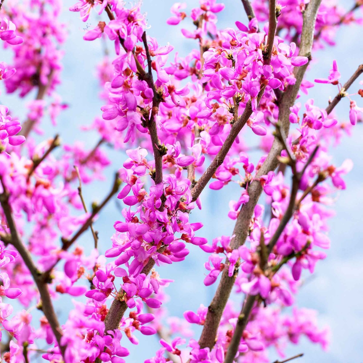 Arbre de Judée – Image 6