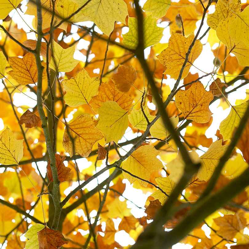 Tulipier – Image 7