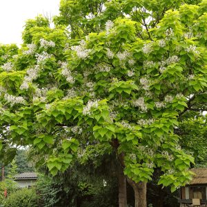 Catalpa commun