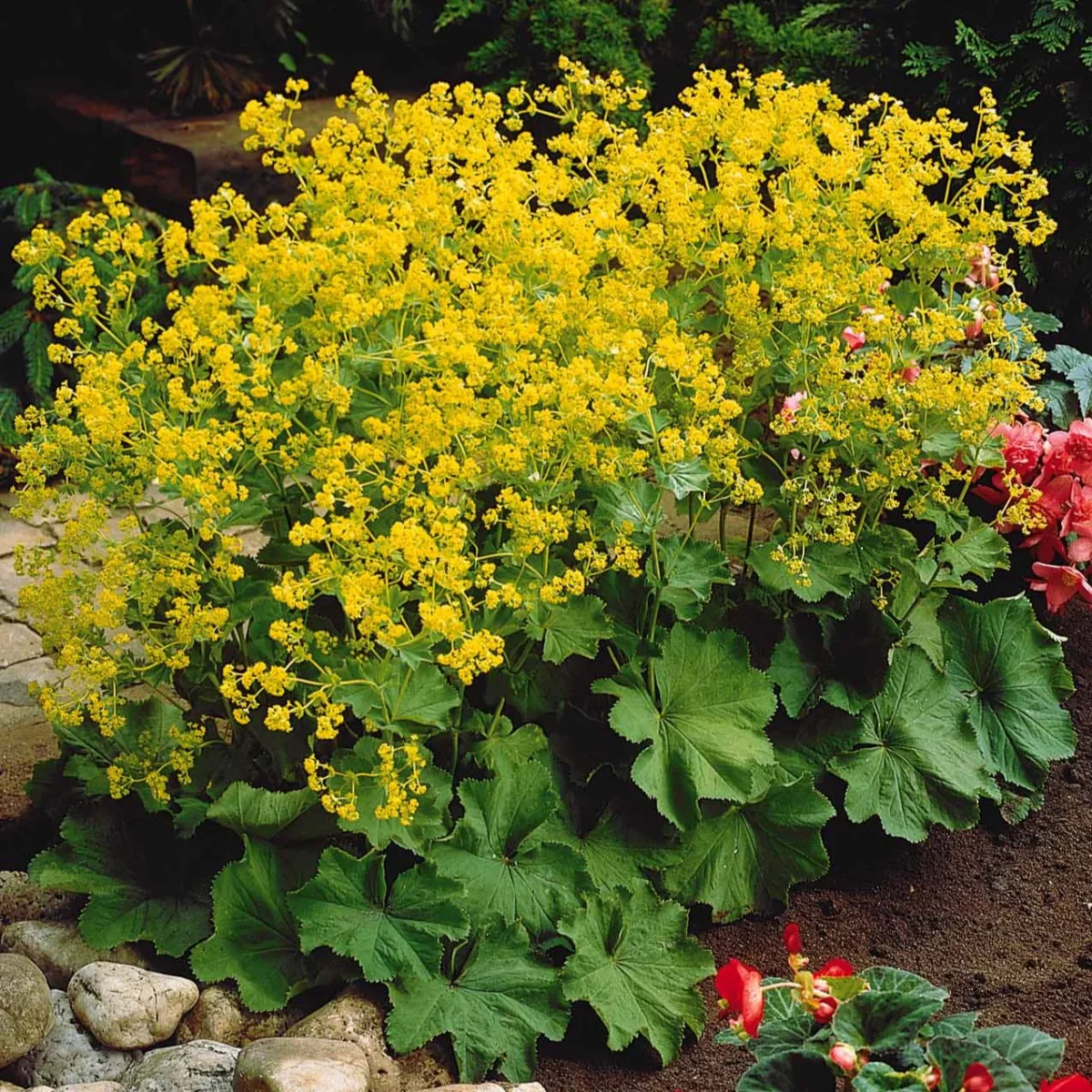 3 Alchemilles – Image 4