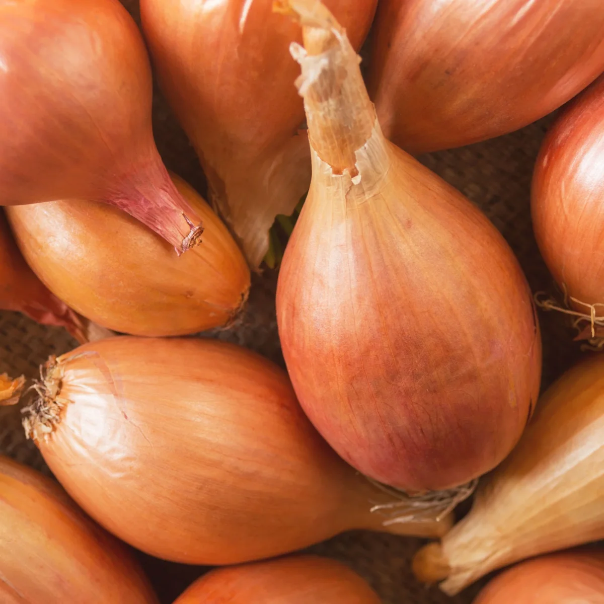 Collection d'Oignons : Hâtif Paris, Vertus, Brunswick, Zebrune – Image 6