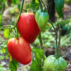 Plant Tomate Coeur de Boeuf