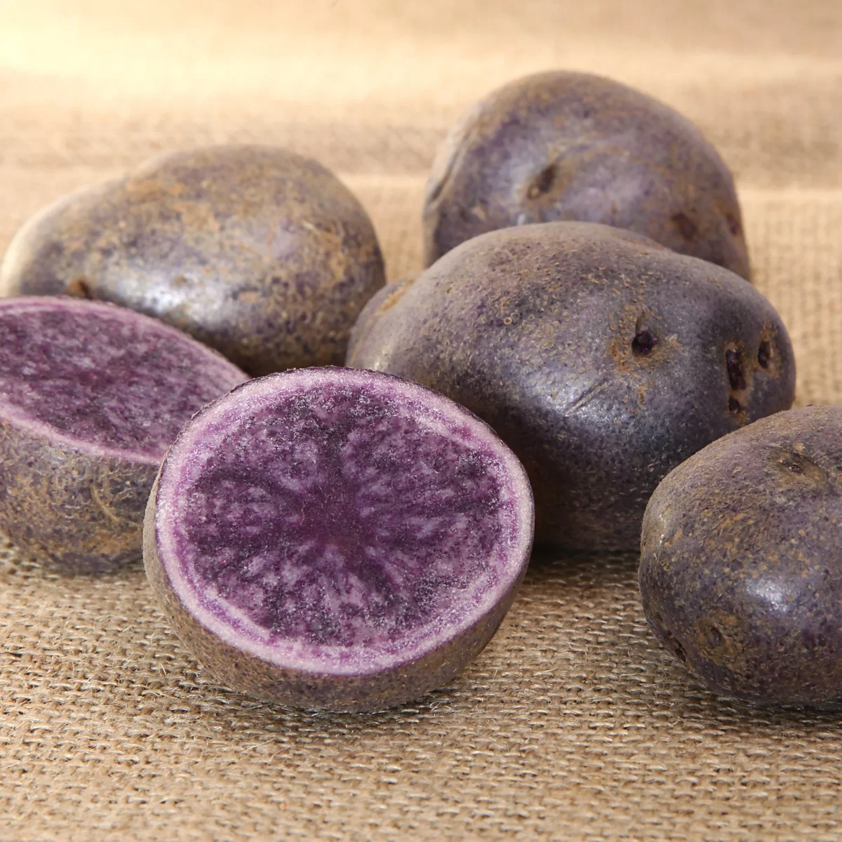 10 Pommes de terre Bleue d'Artois ® - Bleue de la Manche – Image 2