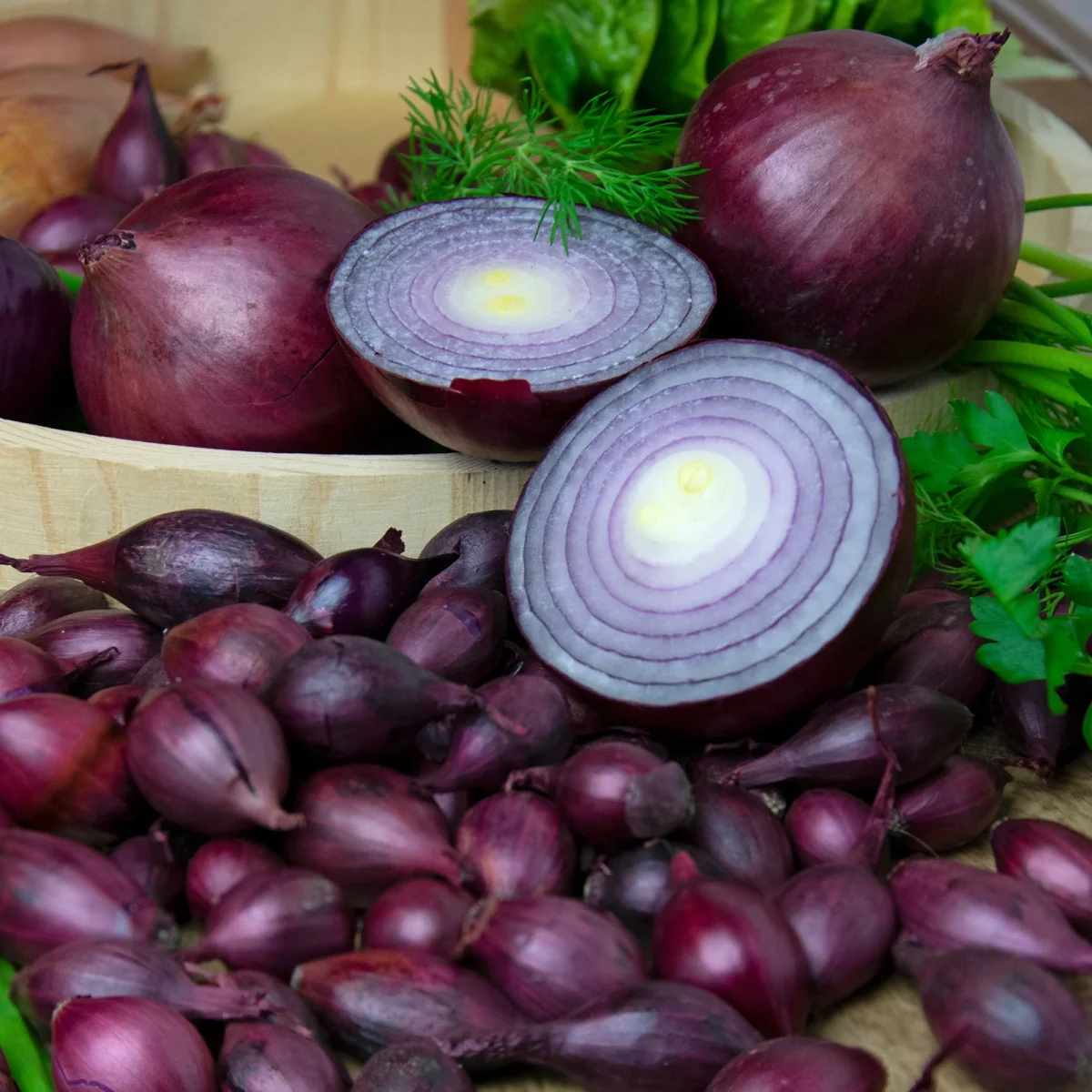 Oignon Red Baron – Image 3