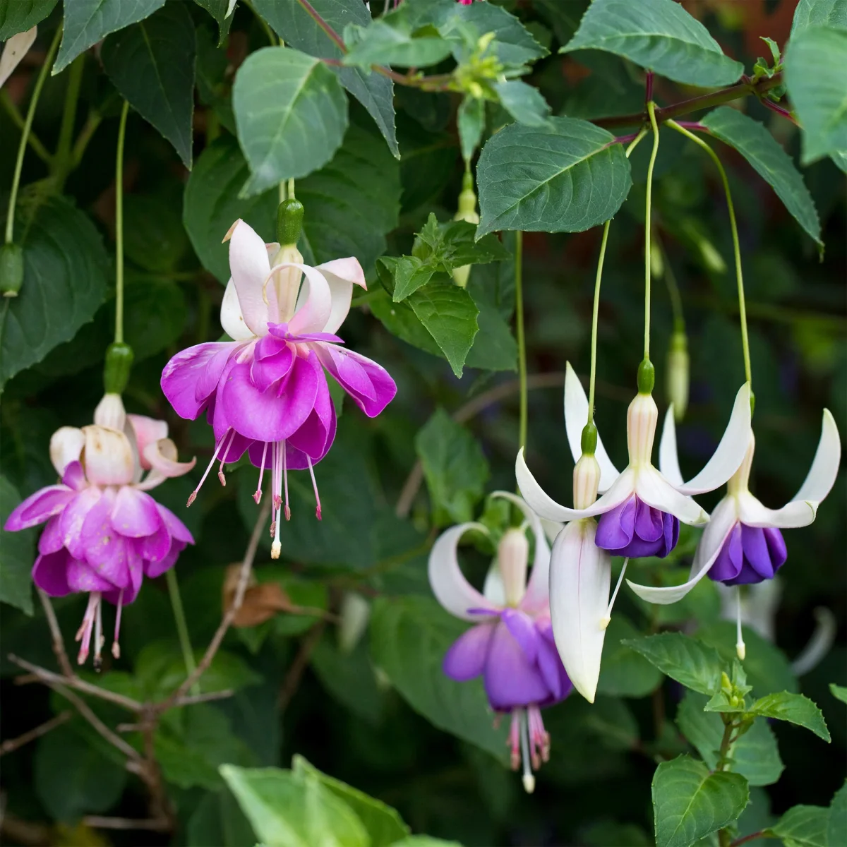 3 Fuchsias résistants au gel Blue Sarah – Image 4