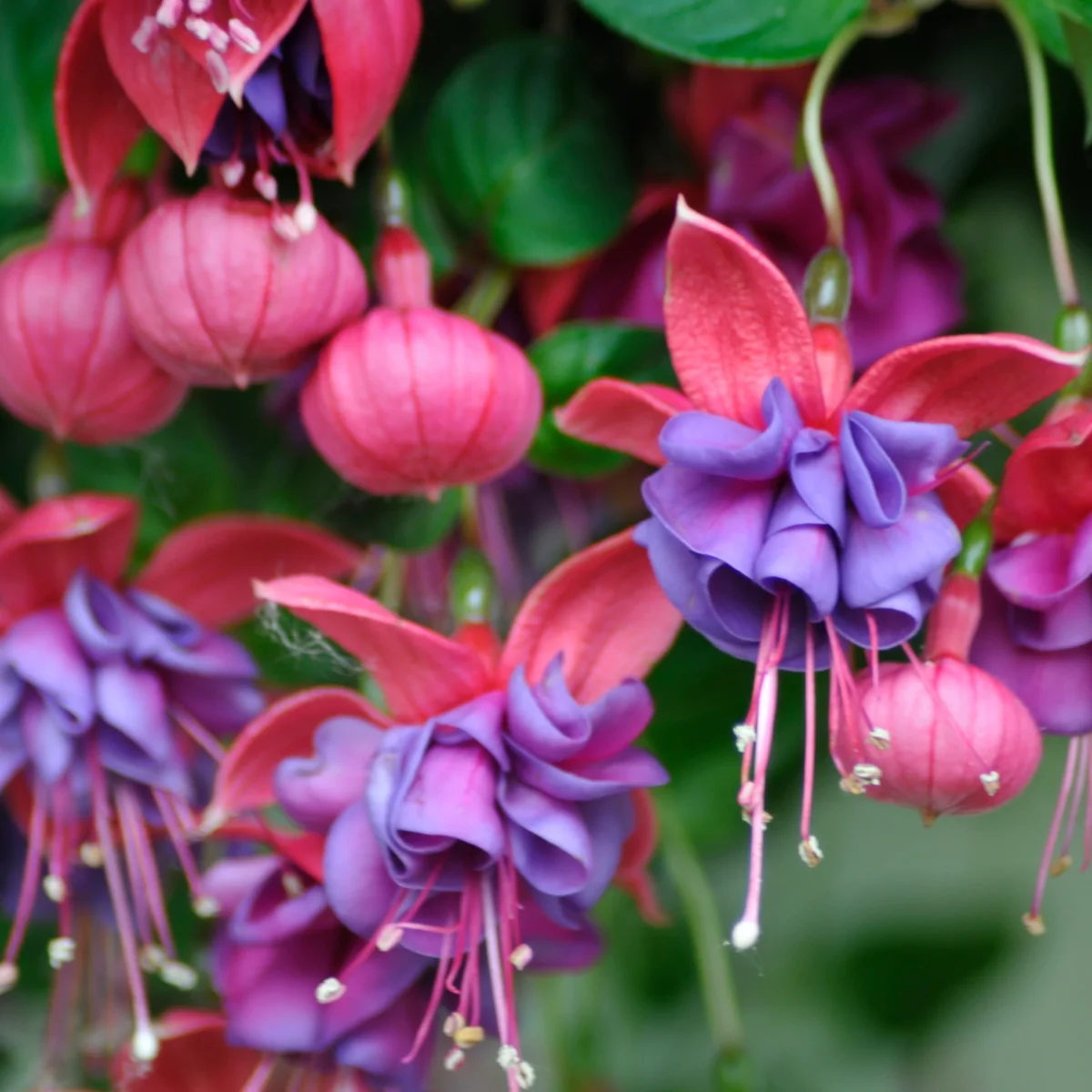 3 Fuchsias retombants Dark Eyes – Image 4