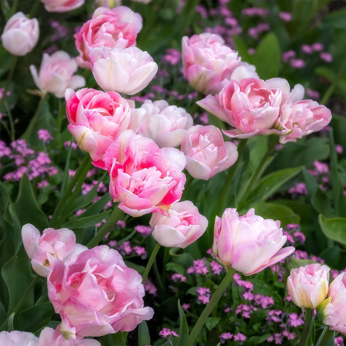 10 Tulipes à fleur de pivoine Angélique – Image 2