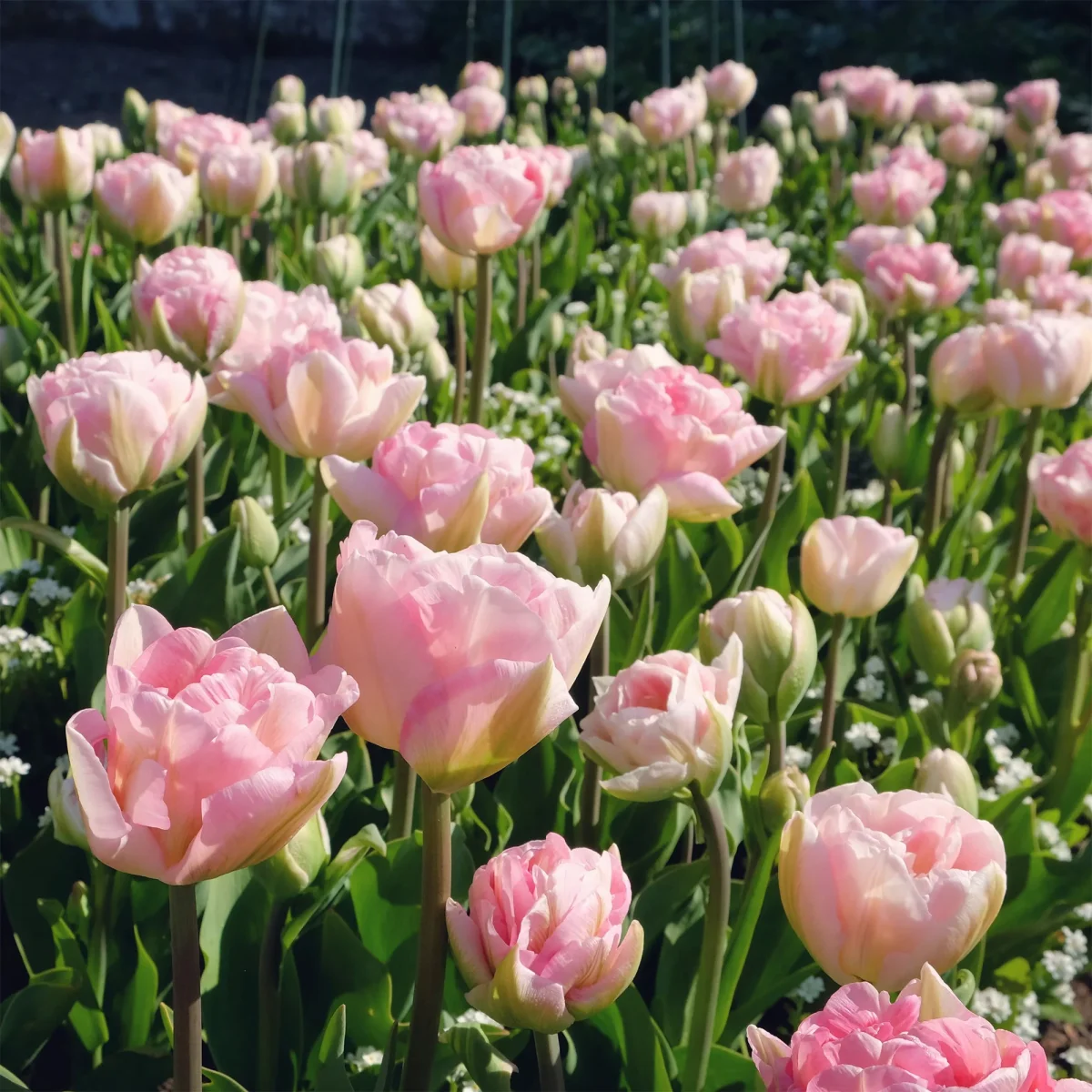 10 Tulipes à fleur de pivoine Angélique – Image 7