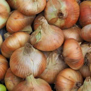 Oignon 'Stuttgarter Riesen'