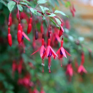 3 Fuchsias résistants au gel Brilliant