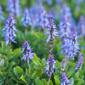 3 Terreurs des chats