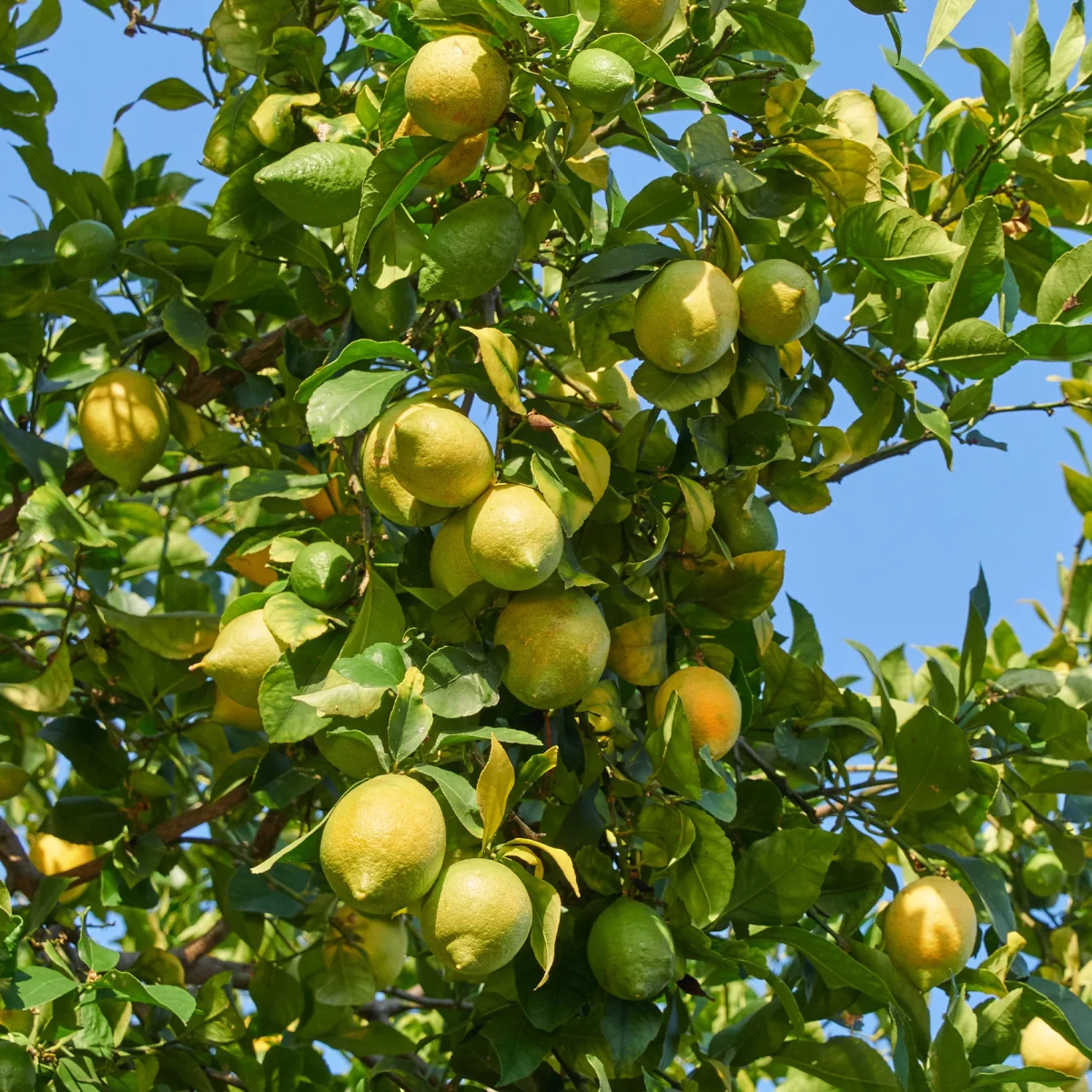 Citronnier des 4 saisons – Image 5