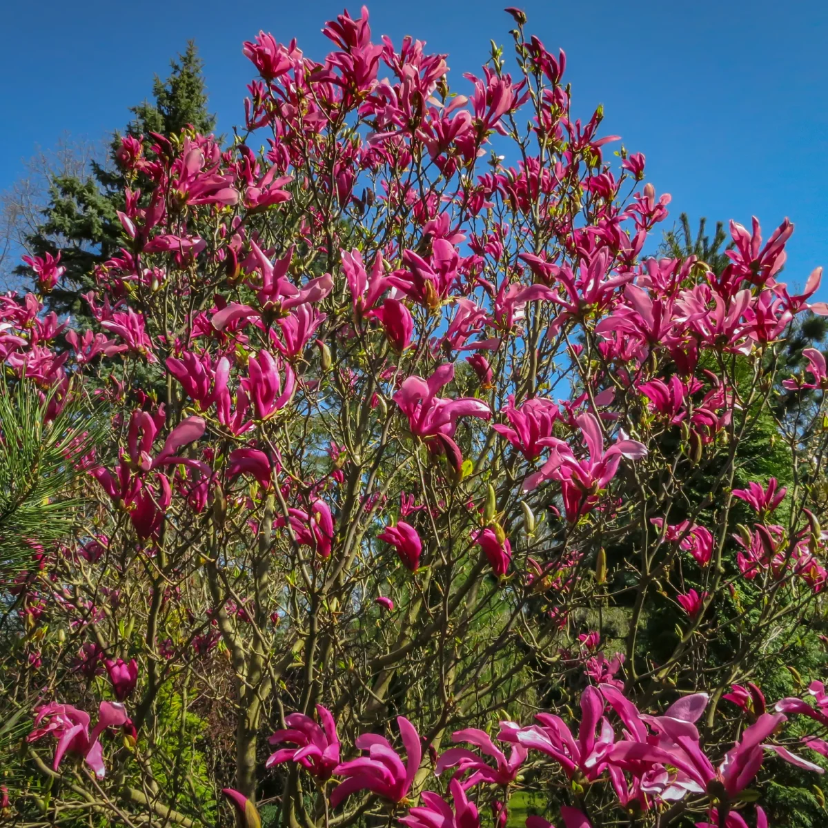 Magnolia Susan – Image 3